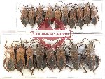 Scientific lot no. 1378 Heteroptera (Coreidae) (18 pcs)