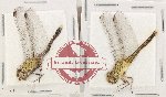 Scientific lot no. 21 Odonata (2 pcs)