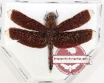 Neurothemis sp. 6
