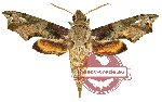 Eupanacra splendens (5 pcs)
