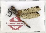 Odonata sp. 93
