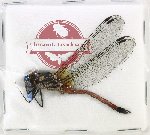 Odonata sp. 95