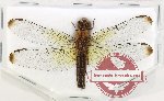 Odonata sp. 87