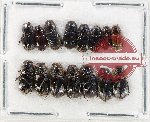 Scientific lot no. 926 Coprophaga (15 pcs)