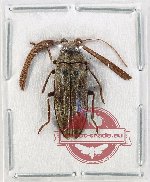 Callirhipidae sp. 9 (A2)