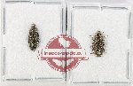 Helotidae Scientific lot no. 39 (2 pcs - 1 pc A2)
