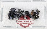 Scientific lot no. 998 Curculionidae (7 pcs)