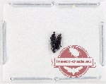 Scientific lot no. 1000 Curculionidae (2 pcs)