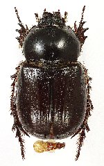 Semanopterus rectangulus
