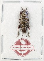 Homoeini sp. 1