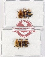 Scientific lot no. 583 Chrysomelidae (6 pcs)