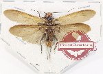 Plecoptera sp. 4 (A2)