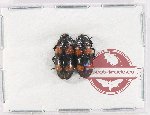 Scientific lot no. 203 Erotylidae (2 pcs)