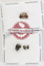 Bruchidae Scientific lot no. 41 (7 pcs)