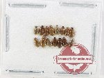 Hydrophilidae Scientific lot no. 341 (15 pcs)