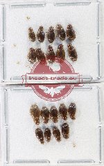 Hydrophilidae Scientific lot no. 338 (19 pcs)