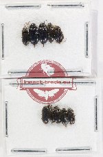 Ptylodactilidae Scientific lot no. 14 (10 pcs)