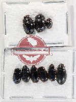 Hydrophilidae Scientific lot no. 336 (9 pcs)