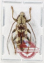 Tmesisternus sp. 20