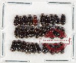 Scientific lot no. 928 Coprophaga (30 pcs)