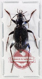 Carabidae sp. 64