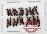 Scientific lot no. 162 Staphylinidae (20 pcs)