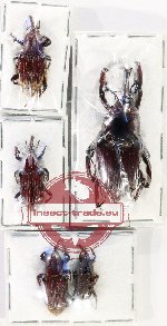 Scientific lot no. 943 Curculionidae (5 pcs)