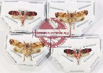 Scientific lot no. 37 Homoptera (4 pcs)