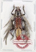 Aprosictus sp. 1