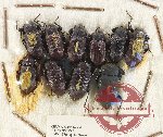 Scientific lot no. 486 Tenebrionidae (10 pcs)