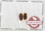 Scientific lot no. 491 Tenebrionidae (2 pcs)
