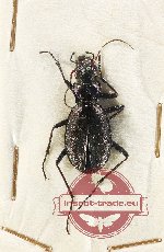 Carabus (Platycarabus) irregularis hajeki