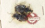 Carabus (Mesocarabus) dufoiri (2 pcs)