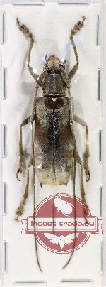 Potemnemus sp. 1