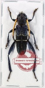 Thompsoniana lugubris