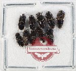 Scientific lot no. 166 Staphylinidae (10 pcs)