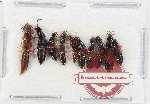 Scientific lot no. 163 Staphylinidae (10 pcs)