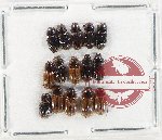 Scientific lot no. 929 Coprophaga (15 pcs)