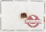 Scientific lot no. 488 Tenebrionidae (4 pcs)