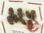 Scientific lot no. 484 Tenebrionidae (8 pcs)