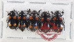 Scientific lot no. 204 Erotylidae (5 pcs)