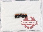 Scientific lot no. 202 Erotylidae (5 pcs)