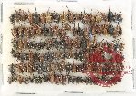 Scientific lot no. 962 Curculionidae (ca 130 pcs)