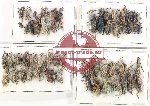 Scientific lot no. 988 Curculionidae (58 pcs)