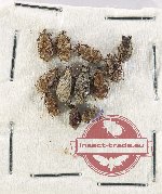 Scientific lot no. 500U Curculionidae (12 pcs)