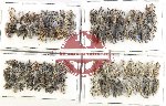 Scientific lot no. 989 Curculionidae (80 pcs)