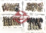Scientific lot no. 987 Curculionidae (59 pcs)