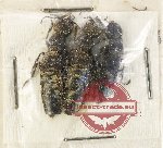 Scientific lot no. 159 Staphylinidae (3 pcs)