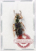 Staphylinidae sp. 19 (A2)