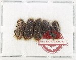 Scientific lot no. 490 Tenebrionidae (5 pcs)